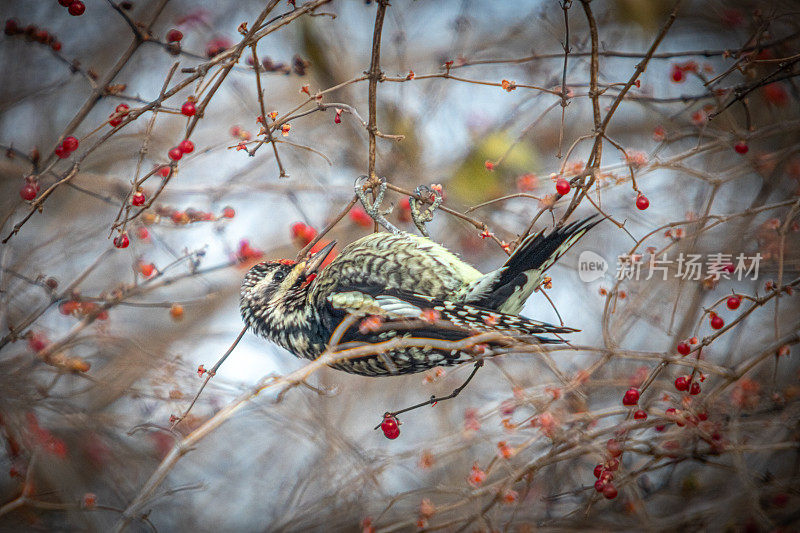 Pic maculé（Sphyrapicus varius），黄腹吸蜜鹦鹉，Chupasavia Norteño。